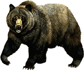 bear 